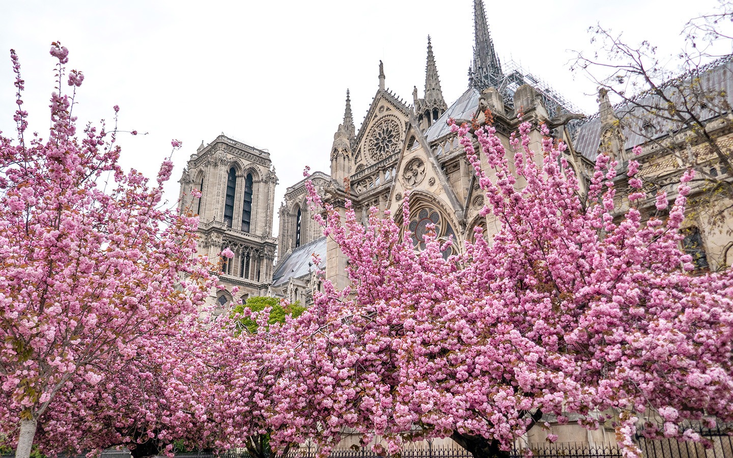7 điều nên làm khi du lịch Paris mùa xuân